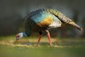 Ocellated turkey, Meleagris ocellata, rare bizar bird, Tikal National Park, Gutemala. Wild turkey, ruins forest in South America.