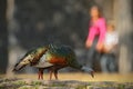 Ocellated turkey, Meleagris ocellata, rare bizar bird, Tikal National Park, Gutemala. Wild turkey, ruins forest in South America. Royalty Free Stock Photo