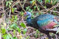 Ocellated Turkey in Mexico