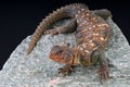 Ocellated Uromastyx Royalty Free Stock Photo