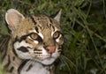 Ocelot