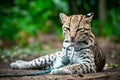 Ocelot with attentive ears, eagerly awaiting news about a new volunteer Royalty Free Stock Photo