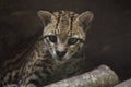 Ocelot on a branch Exhibited in the zoo Royalty Free Stock Photo