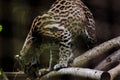 Ocelot on a branch Exhibited in the zoo Royalty Free Stock Photo