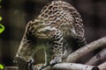 Ocelot on a branch Exhibited in the zoo Royalty Free Stock Photo