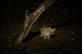 Ocelot crouching under dead tree at night Royalty Free Stock Photo