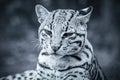 Ocelot detects a new arrival of a volunteer Royalty Free Stock Photo