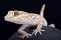 Ocelot gecko (Paroedura pictus)