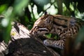 Ocelot in jungle tree branches