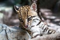 Ocelot Royalty Free Stock Photo