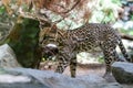 Ocelot, Royalty Free Stock Photo