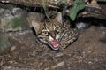 OCELOT leopardus pardalis, ADULT GROWLING