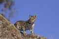 OCELOT leopardus pardalis, ADULT STANDING ON ROCK