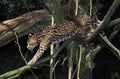 OCELOT leopardus pardalis, ADULT WALKING ON BRANCHES