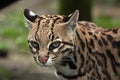 Ocelot Leopardus pardalis