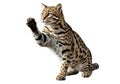 Ocelot (*Leopardus pardalis*), a medium-sized wild cat, is shown Royalty Free Stock Photo
