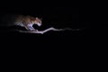 Ocelot, Leopardus Pardalis, at night, Fazenda San Francisco, Miranda, Mato Grosso do Sul, Brazil, South America