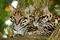 OCELOT leopardus pardalis