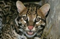 Ocelot, leopardus pardalis, Portrait of Adult