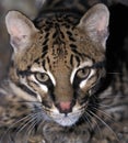 Ocelot, leopardus pardalis, Portrait of Adult