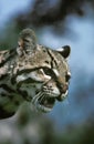 Ocelot, leopardus pardalis, Portrait of Adult