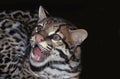 Ocelot, leopardus pardalis, Portrait of Adult Snarling