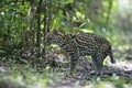 Ocelot, Leopardus pardalis