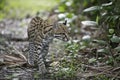 Ocelot, Leopardus pardalis Royalty Free Stock Photo