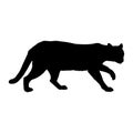 Ocelot Leopardus pardalis Walking On a Side View Silhouette Found In Map Of Central And South America.