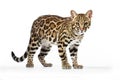 Ocelot Leopardus pardalis on white background. Wild Animals.