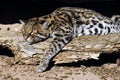 Ocelot Nap in the Sun!