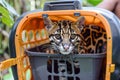 ocelot in a portable cage