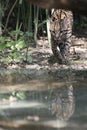 Ocelot portrait Royalty Free Stock Photo