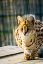 Ocelot portrait in wildlife conservation park background copy space Royalty Free Stock Photo