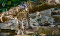 Ocelot on the caribbean jungle of Riviera Maya at Mexico