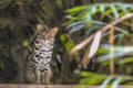 Ocelot siting on a stone on the background of the jungle and looking at the camera.