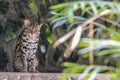 Ocelot siting on a stone on the background of the jungle and looking at the camera.