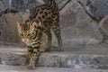 Ocelot siting on a stone on the background of the jungle and looking at the camera.