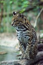 Ocelot portrait of leopard sitting