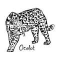 ocelot - vector illustration sketch hand drawn with black lines, isolated on white background