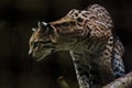 Ocelot was resting on a branch Royalty Free Stock Photo