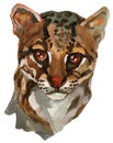 The ocelot watercolor portrait