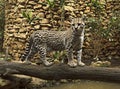 Ocelot wild cat Royalty Free Stock Photo