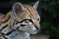 Ocelot Wild Cat Royalty Free Stock Photo