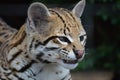 Ocelot Wild Cat Royalty Free Stock Photo