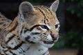 Ocelot Wild Cat