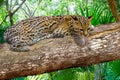 Ocelote Leopardus pardalis Ocelot cat Royalty Free Stock Photo