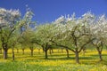 Ochard Royalty Free Stock Photo