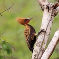 Ocher-backed Woodpecker Celeus ochraceus, isolated, perched on a branch