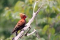 Ocher-backed Woodpecker Celeus ochraceus, isolated, perched on a branch